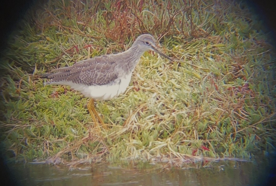 Greater Yellowlegs - ML609278458