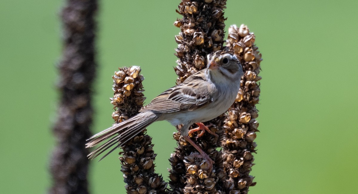 Clay-colored Sparrow - ML609278467