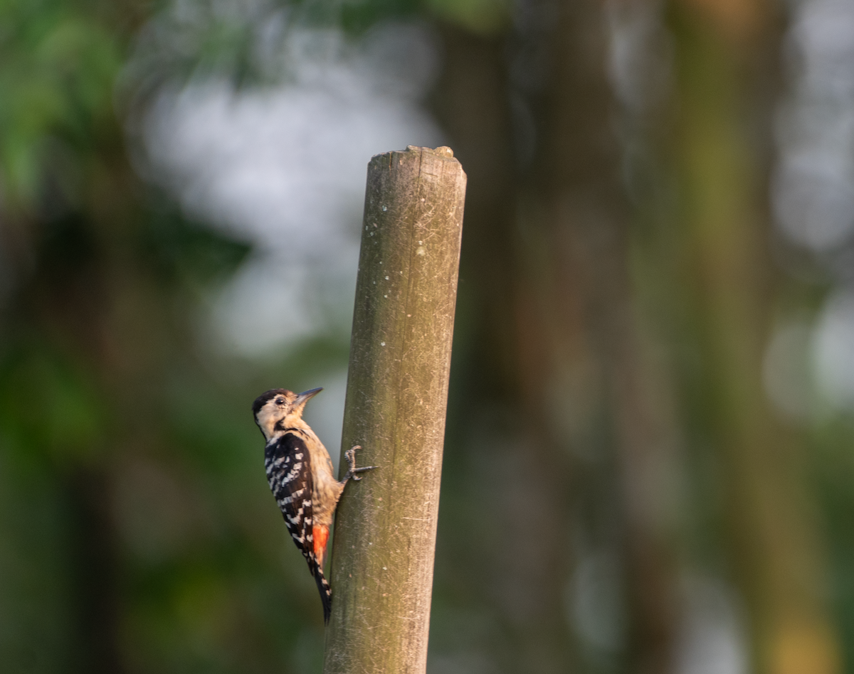 Fulvous-breasted Woodpecker - ML609278684