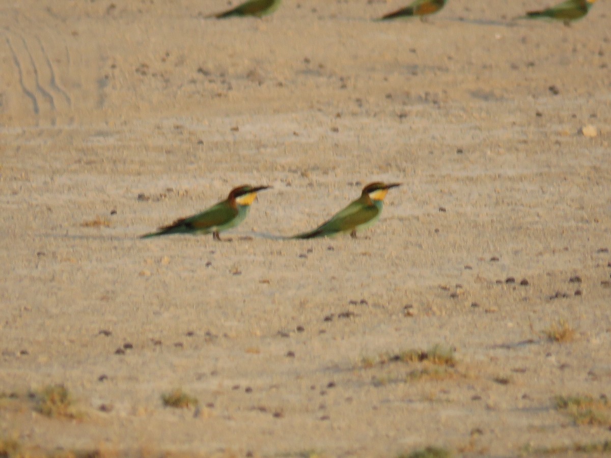 European Bee-eater - ML609278951