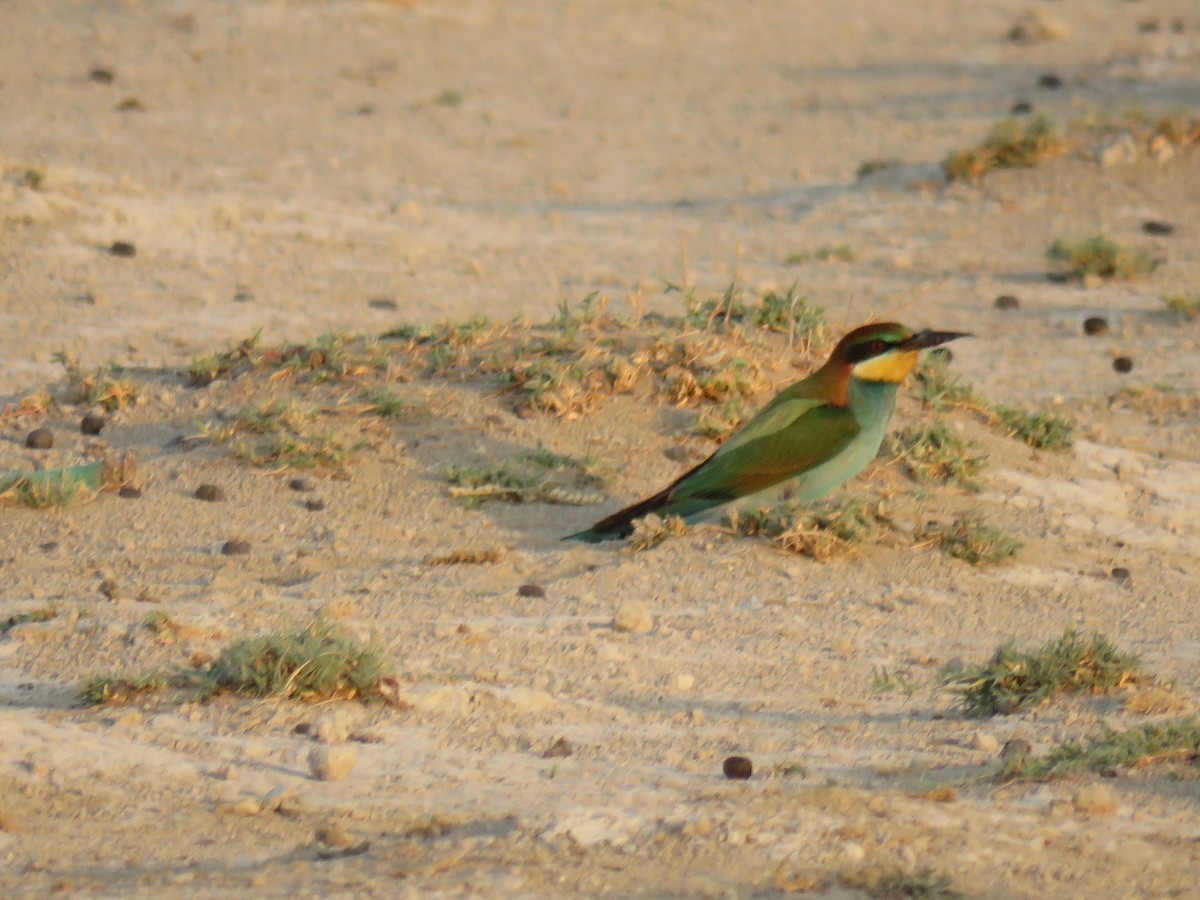 European Bee-eater - ML609278954