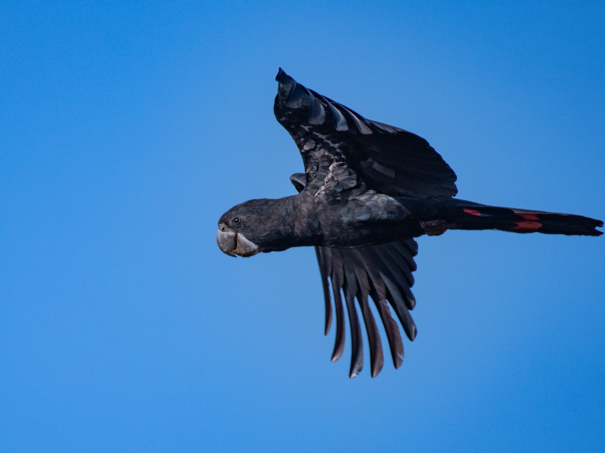 Red-tailed Black-Cockatoo - ML609279176