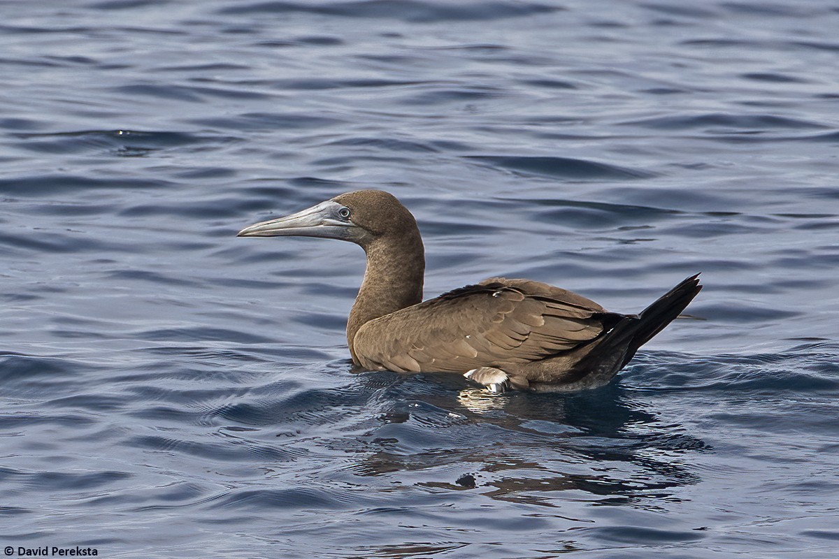 Brown Booby - ML609279186