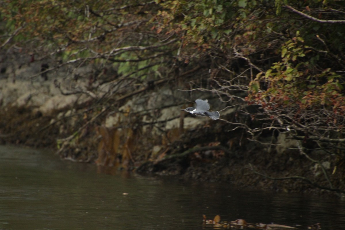Belted Kingfisher - ML609279236