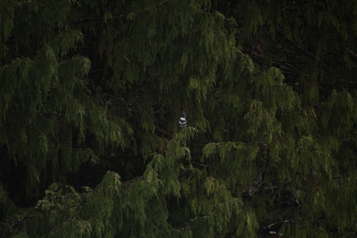 Belted Kingfisher - ML609279238