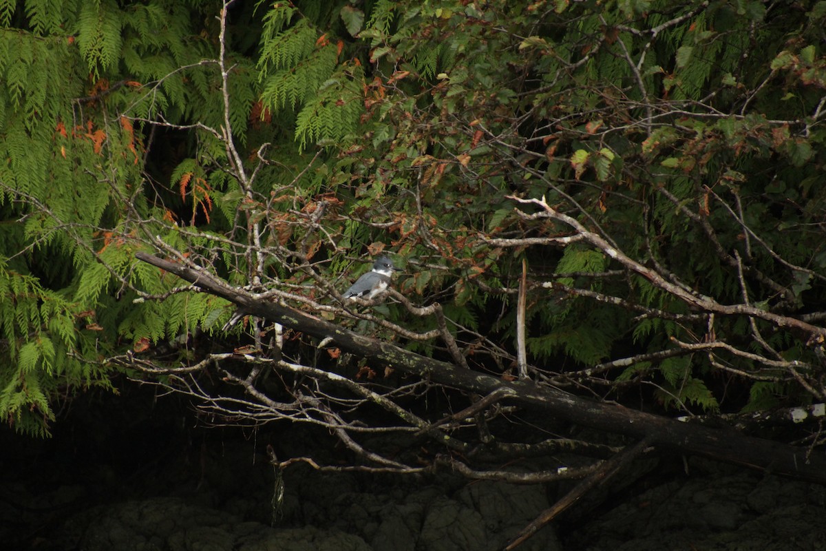 Belted Kingfisher - ML609279240