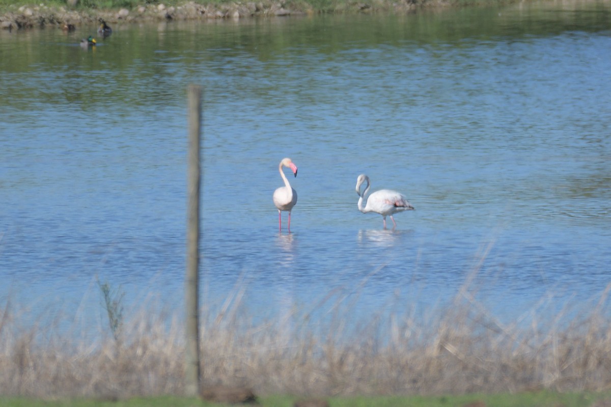 Greater Flamingo - ML609279326