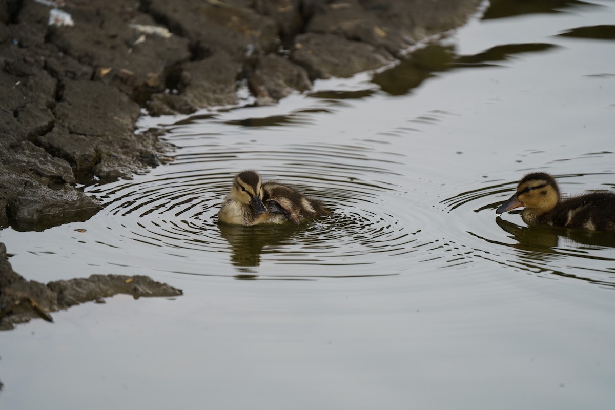 Mallard - ML609279448