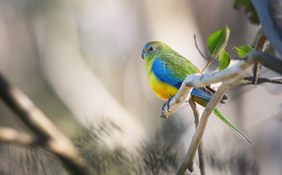 Turquoise Parrot - ML609279512