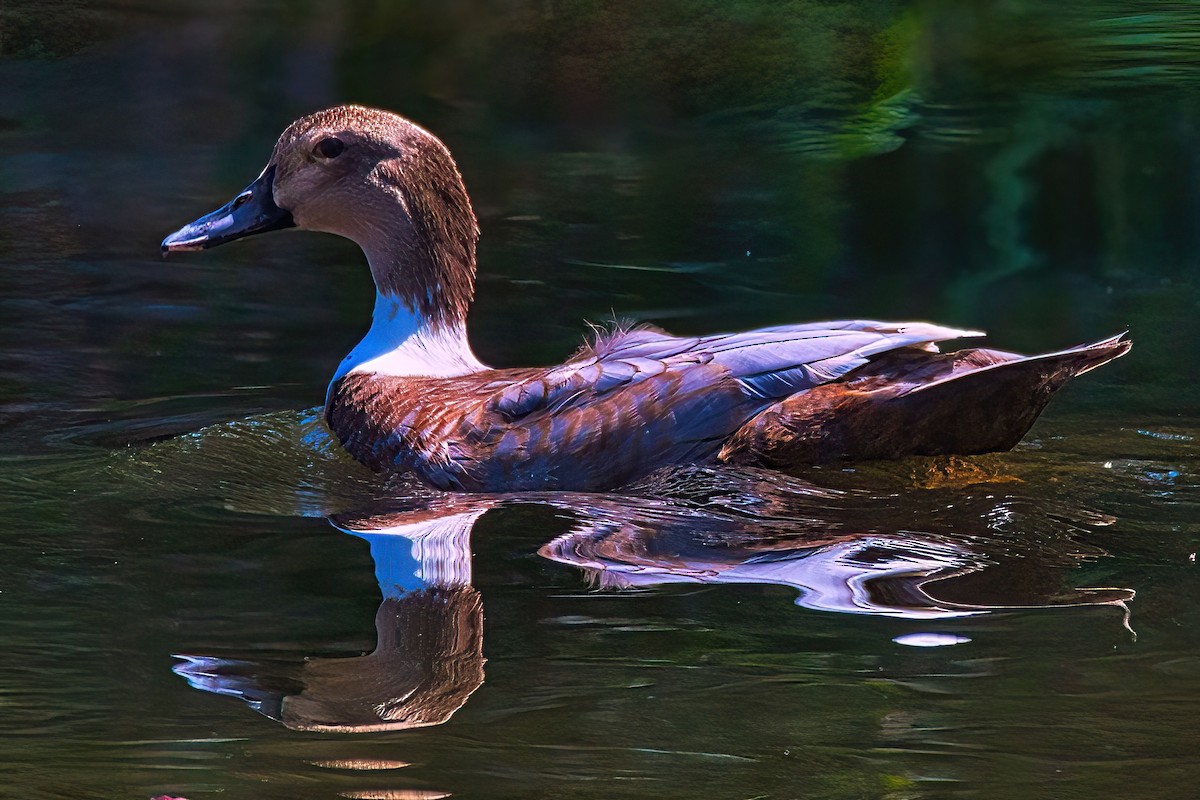 eBird Checklist - 26 Sep 2023 - Spring Lake Springfield - 35 species