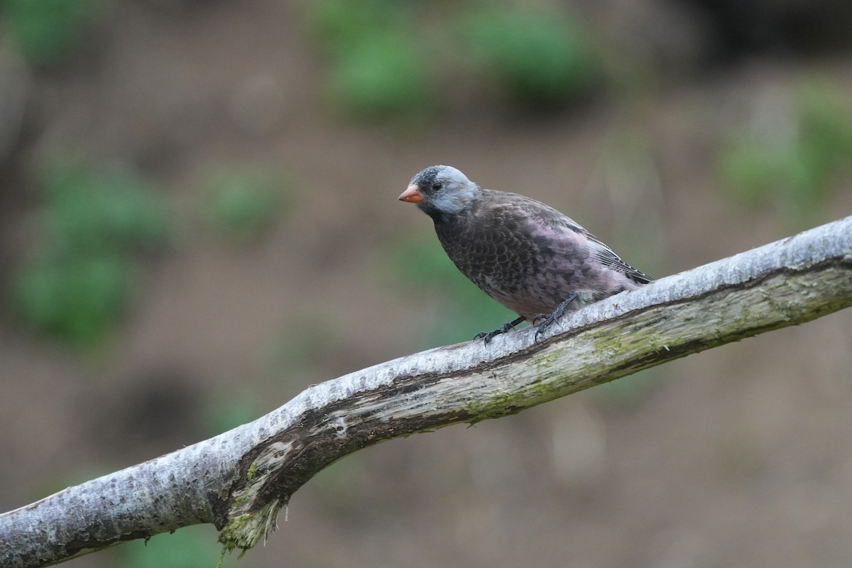 Gray-crowned Rosy-Finch (Pribilof Is.) - ML609279667