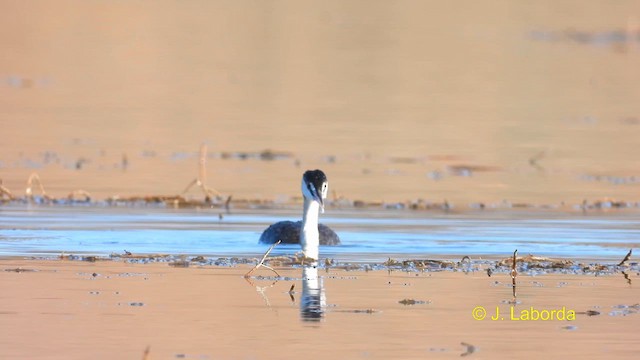 Great Crested Grebe - ML609279876