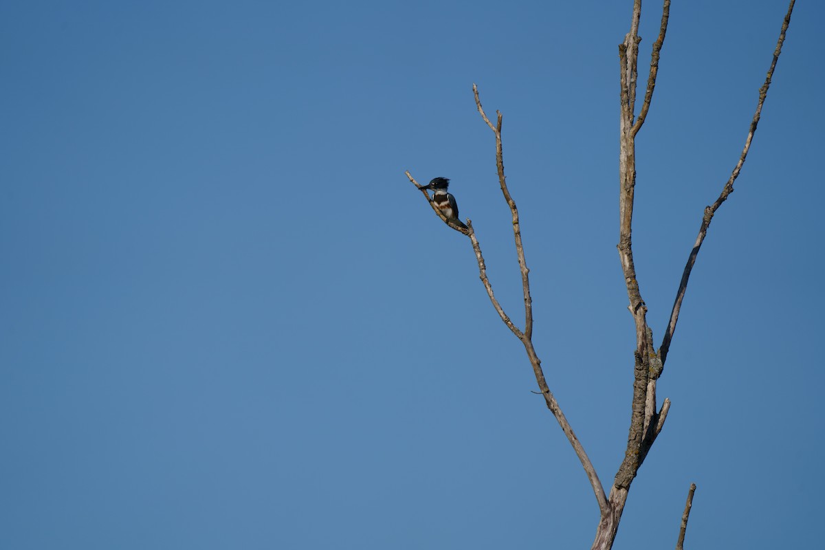 Belted Kingfisher - ML609279927