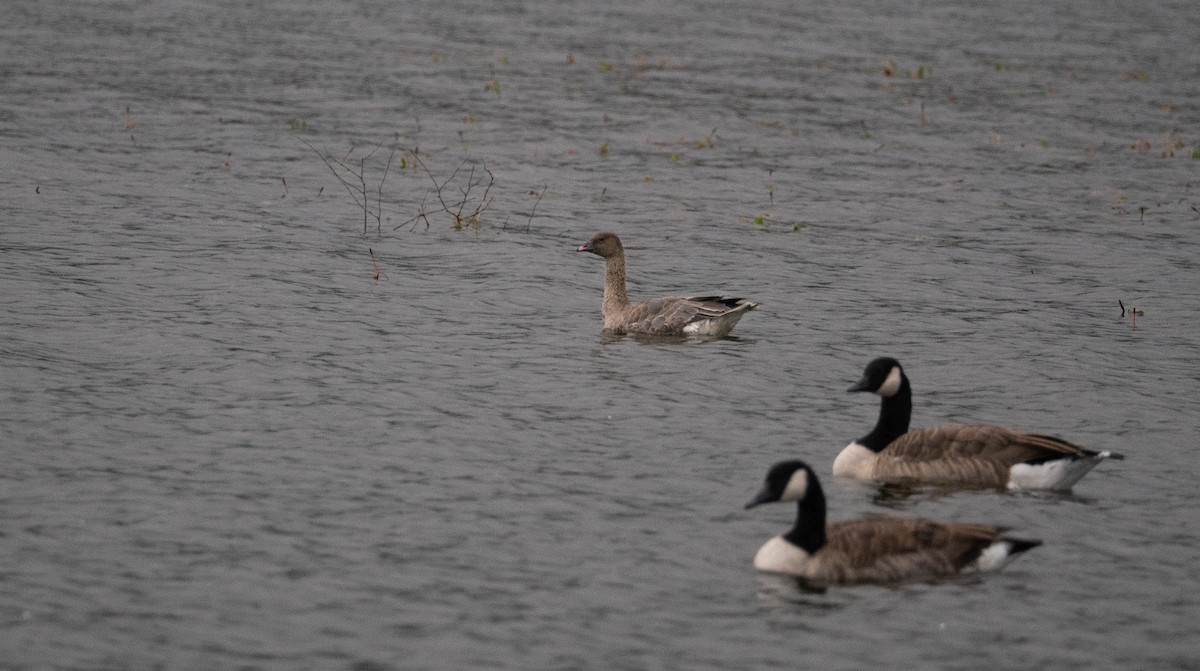 Pink-footed Goose - ML609280084