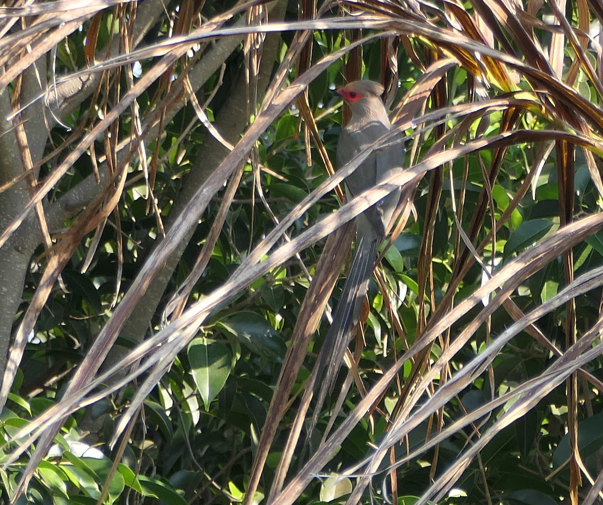 Red-faced Mousebird - ML609280295