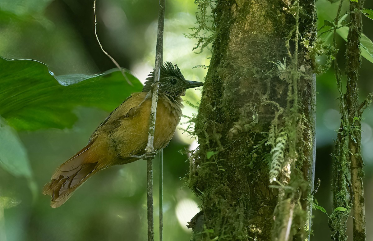 Streak-capped Treehunter - ML609280406