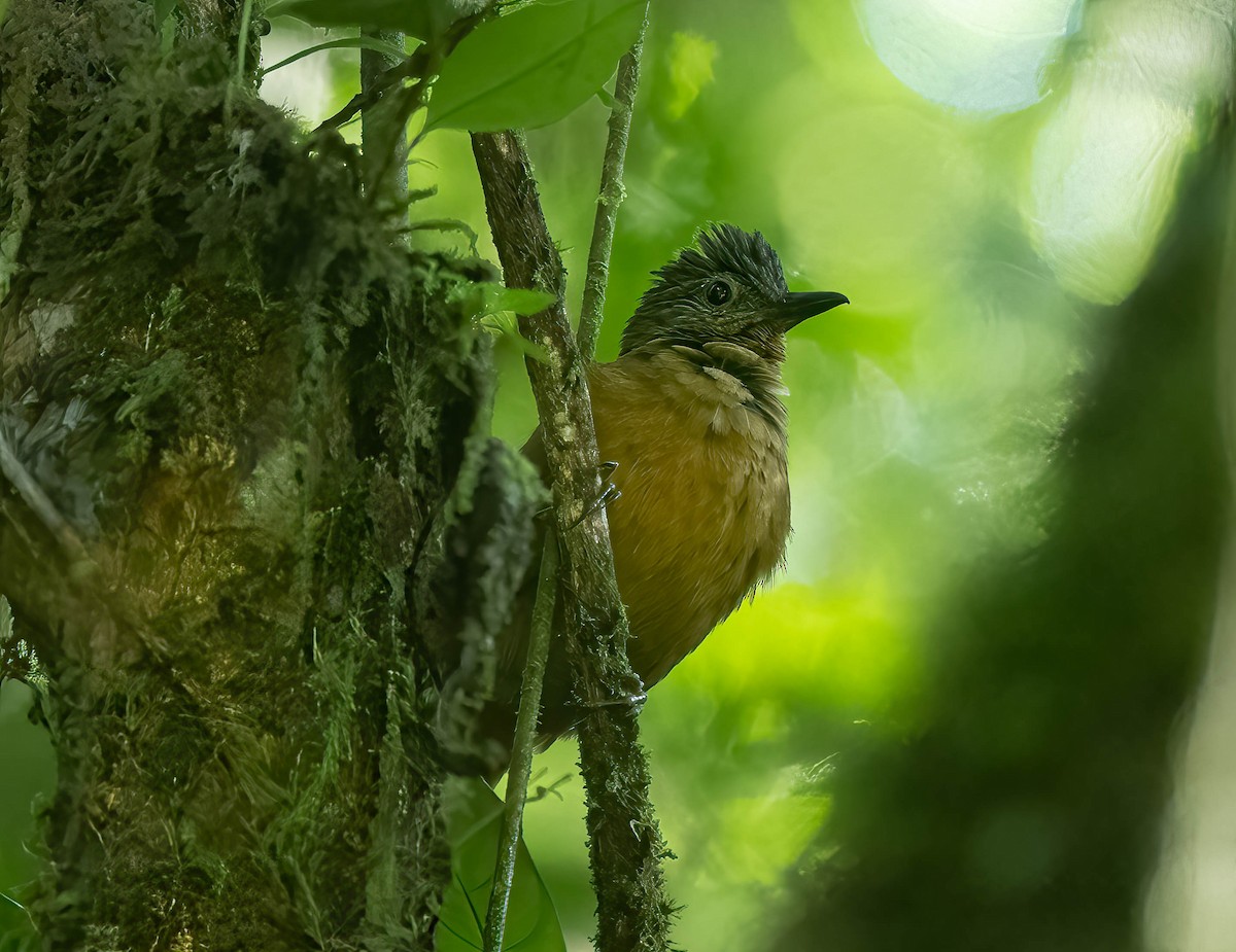 Streak-capped Treehunter - ML609280408