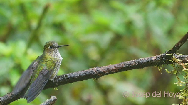 Many-spotted Hummingbird - ML609280473