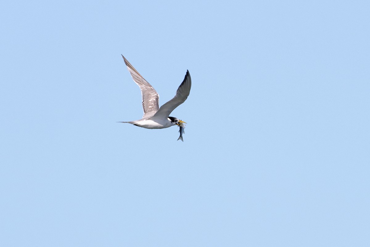 Great Crested Tern - ML609280494