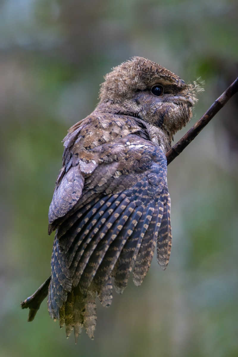 Marbled Frogmouth - Paul Heath