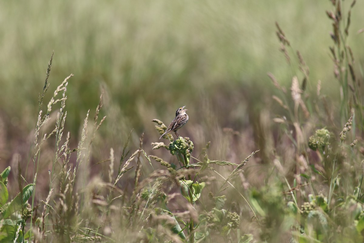 Grasshopper Sparrow - Hannah Greenberg