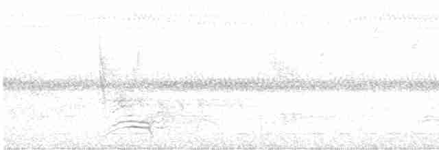 White-necked Thrush - ML609280857