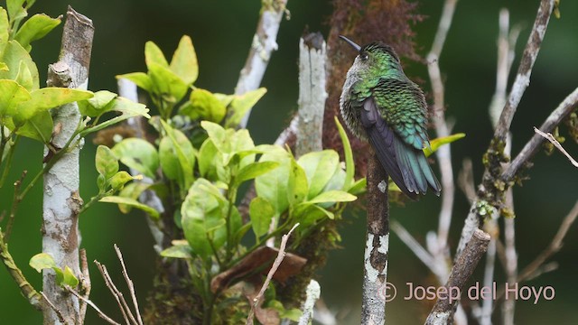 Many-spotted Hummingbird - ML609280958