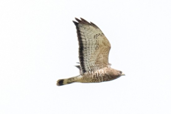 Broad-winged Hawk - ML609281015