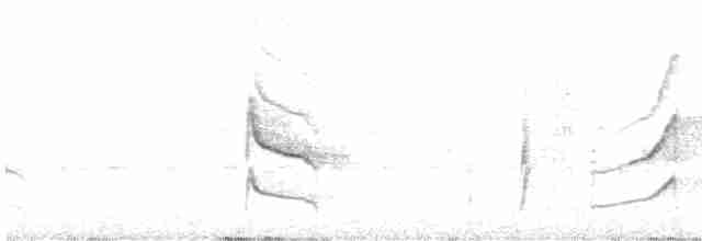 Weißzügel-Dickichtschlüpfer - ML609281071