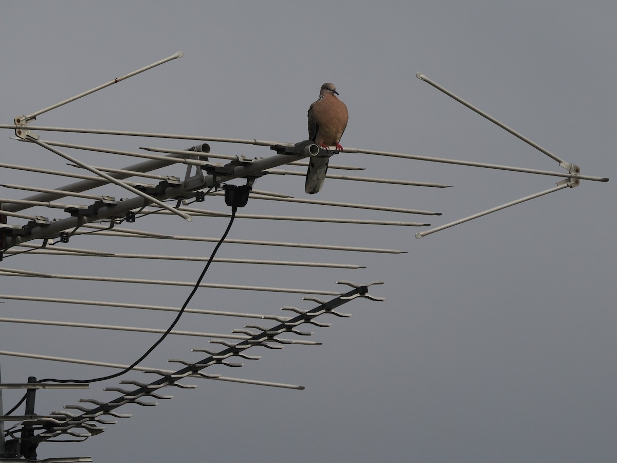 Spotted Dove - ML609281073