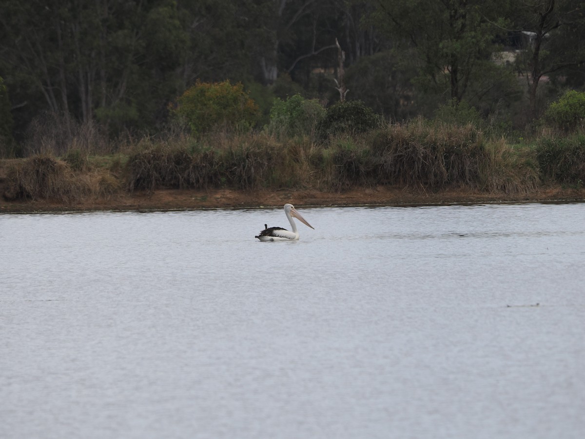pelikán australský - ML609281145