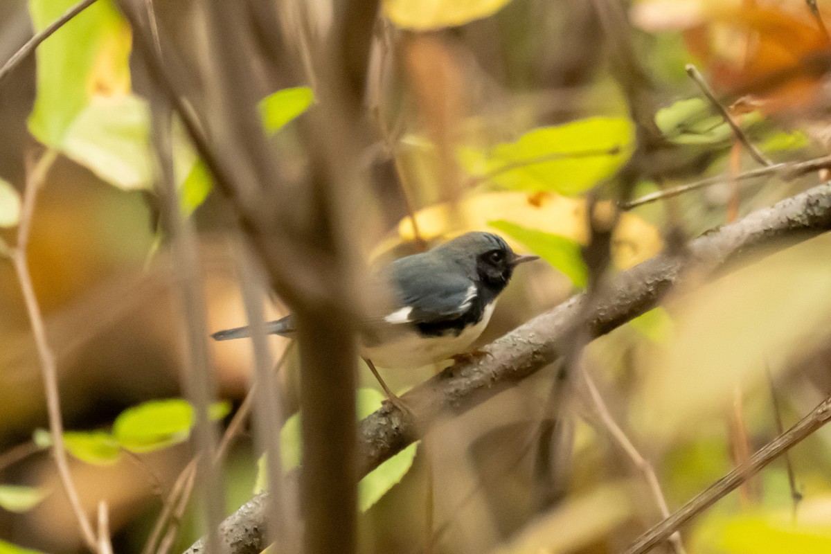 Black-throated Blue Warbler - ML609281152