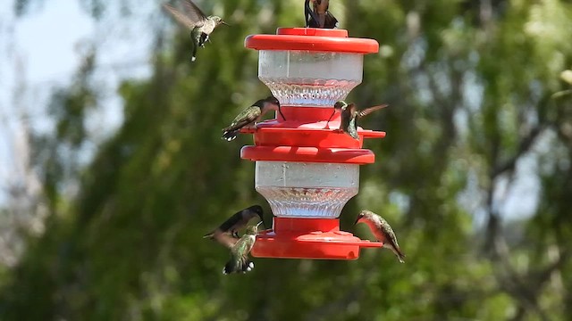 Ruby-throated Hummingbird - ML609281525