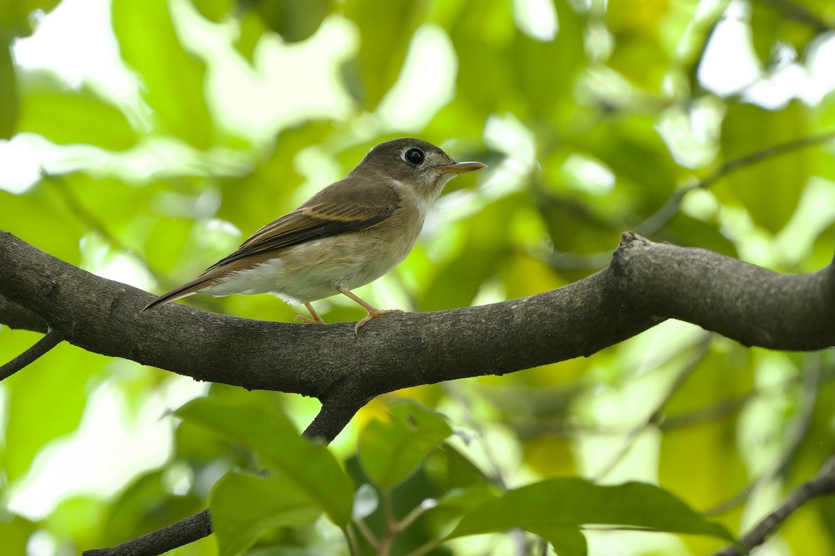 Brown-breasted Flycatcher - Sam Hambly
