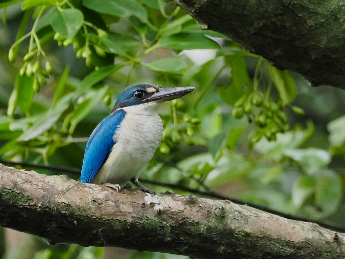 Collared Kingfisher - Evelyn Lee