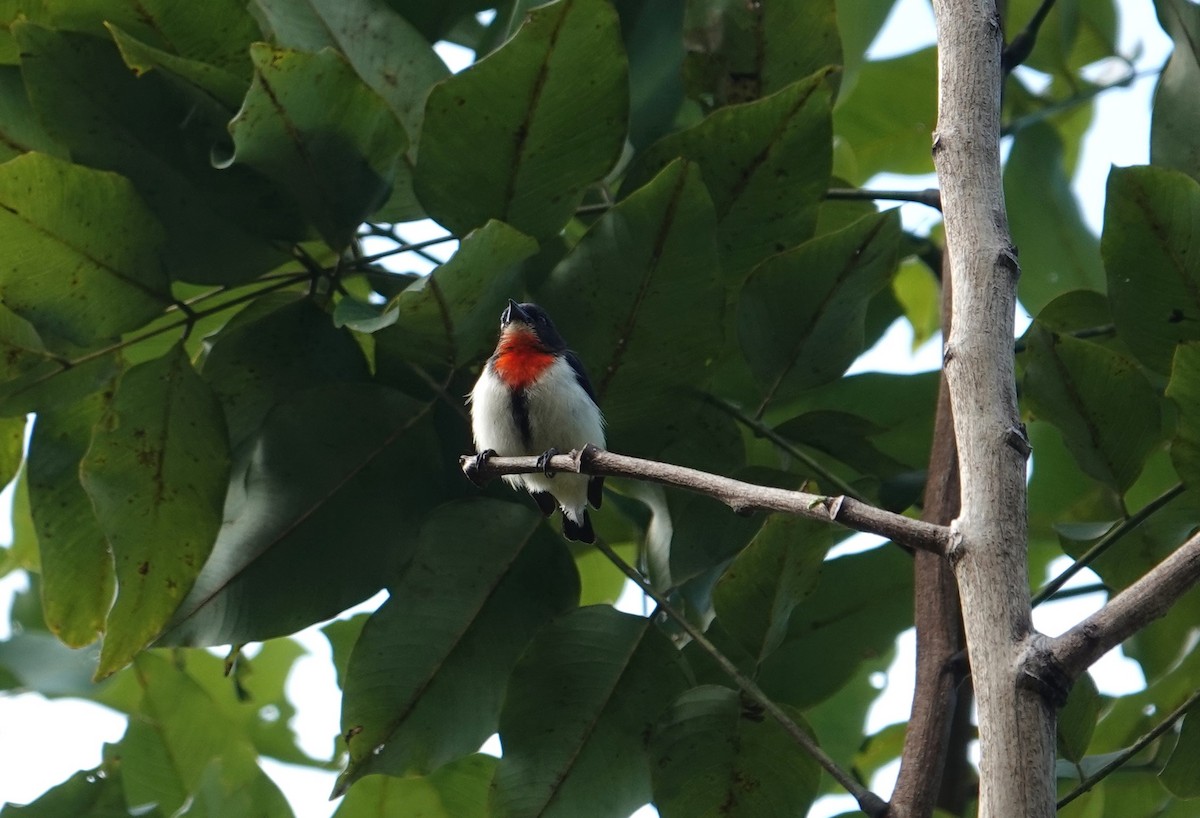 Red-chested Flowerpecker - ML609281824