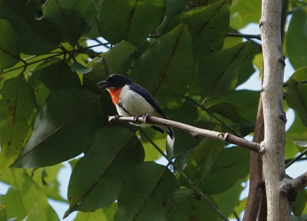 Red-chested Flowerpecker - ML609281825