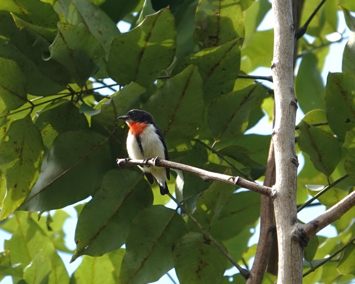 Red-chested Flowerpecker - ML609281826