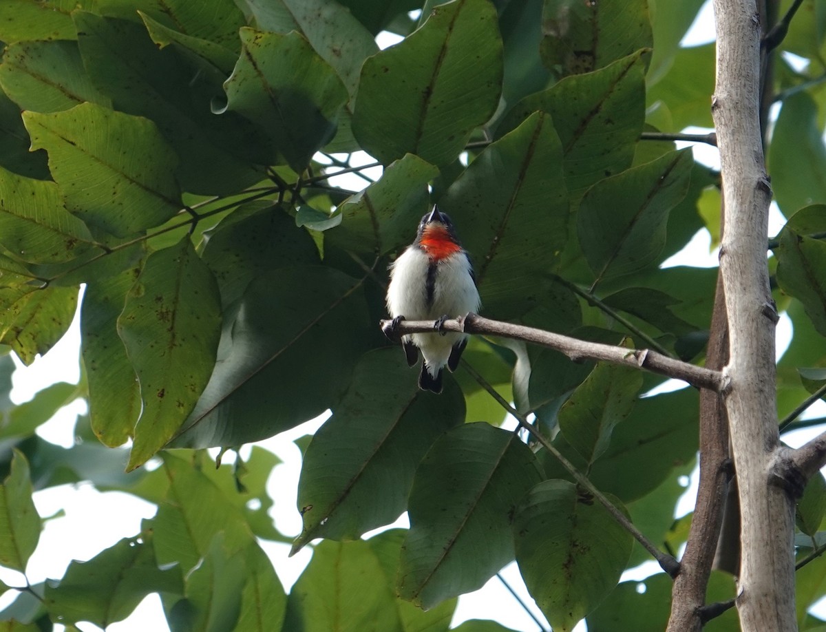 Red-chested Flowerpecker - ML609281828