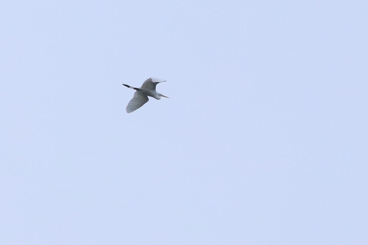 Great Egret - ML609281842