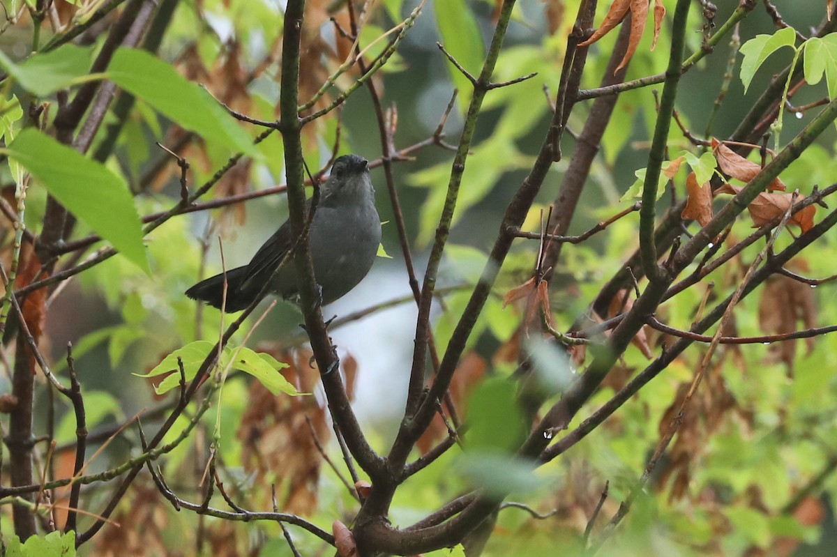 Gray Catbird - ML609281845