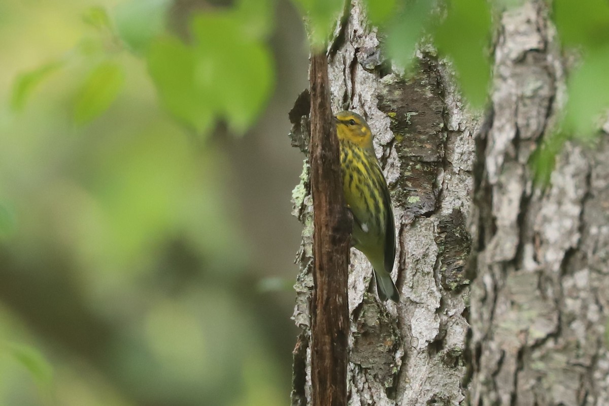 Cape May Warbler - ML609281865