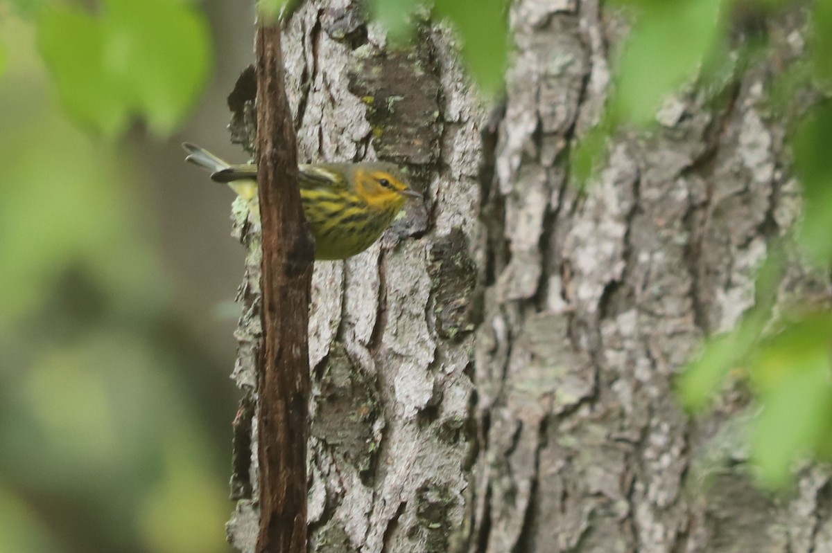 Cape May Warbler - ML609281866