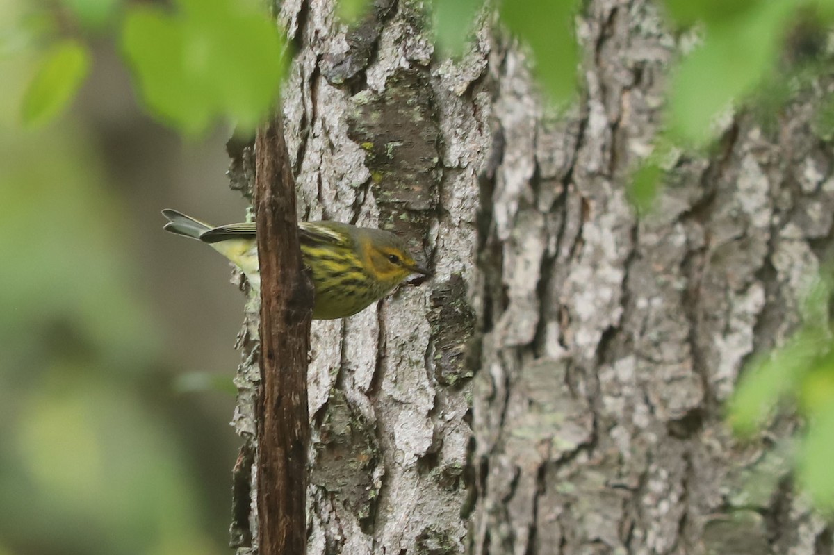 Cape May Warbler - ML609281867