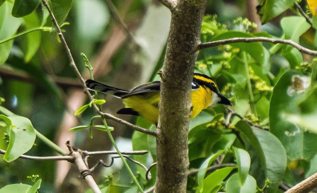 Yellow-breasted Boatbill - ML609281939