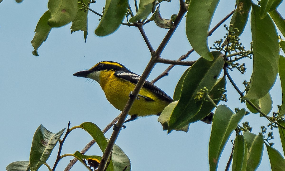Yellow-breasted Boatbill - ML609281940