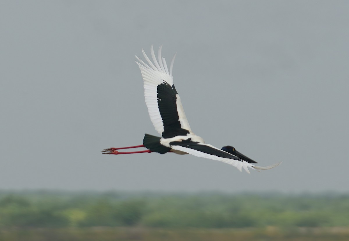 Black-necked Stork - ML609282290