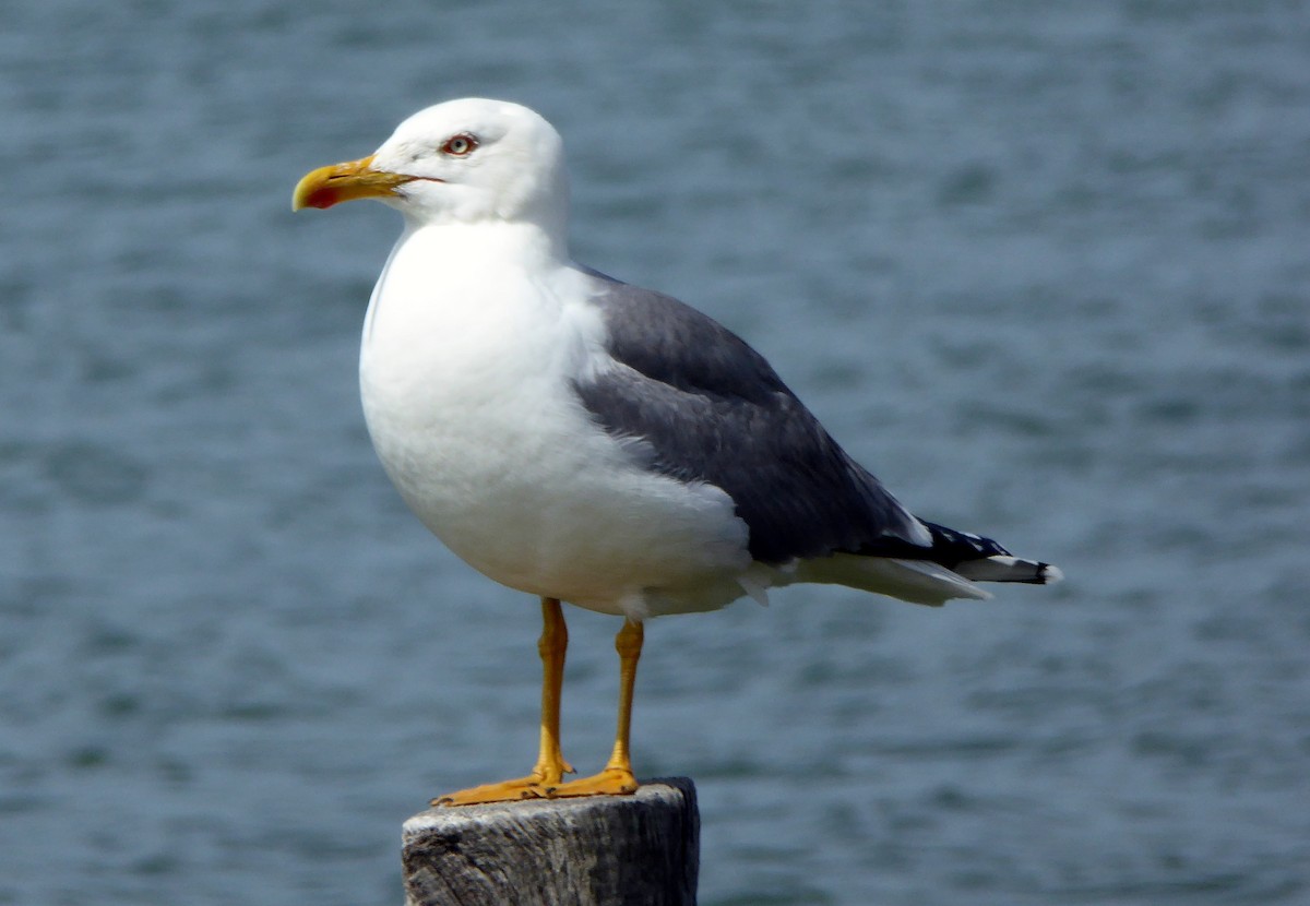 Yellow-legged Gull - ML609282489