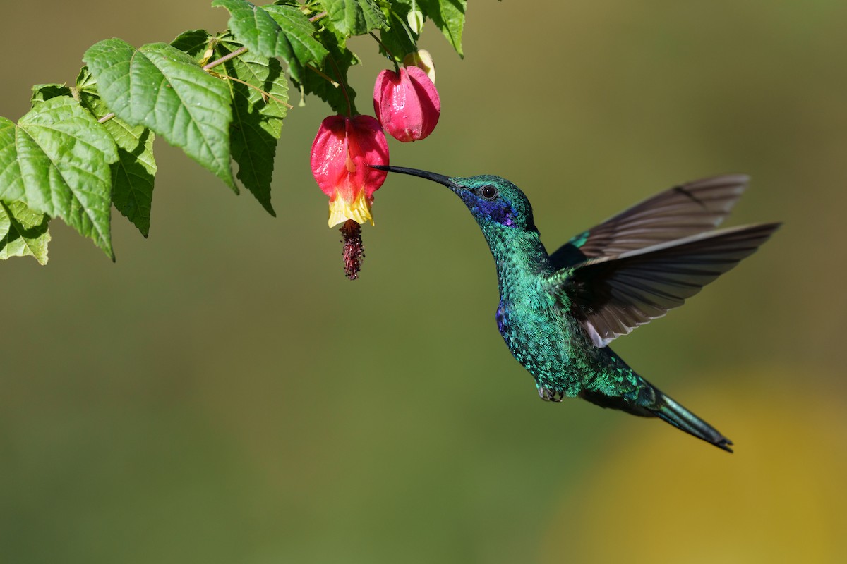 kolibřík modrolící - ML609282883