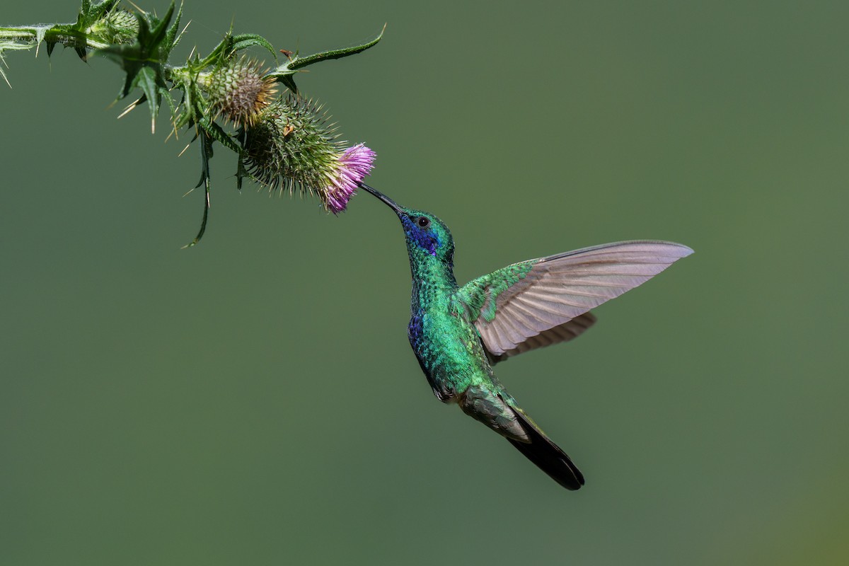 kolibřík modrolící - ML609282895